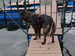 Die große schwarz-braune Hündin Nele steht auf einem Bootssteg.