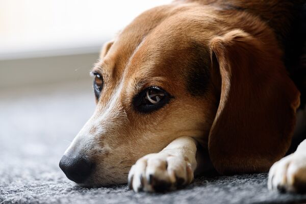 Ein Beagle liegt auf einem Teppich und schaut traurig.