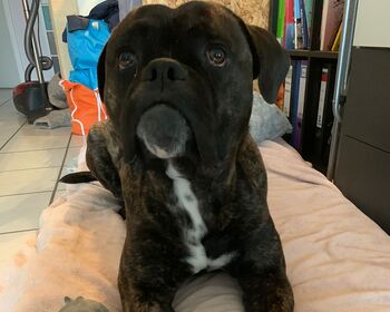 Ein brauner Boxermischling liegt auf dem Bauch und mit ausgestreckten Vorderpfoten auf einer hellen Decke, neben ihm steht ein graues Spielzeug-Schweinchen.