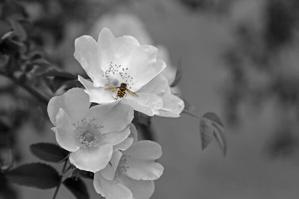 Schwarz-weiß Ansicht mehrerer Blüten, auf denen eine Biene sitzt.