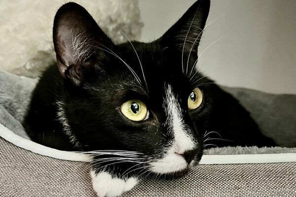 Der Kopf eines schwarz-weißen Katers lugt aus einem grauen, flauschigen Katzenkörbchen heraus.
