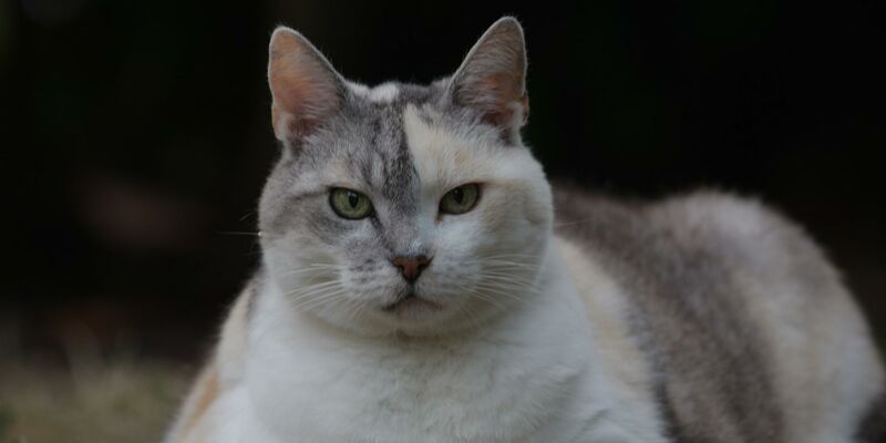 Eine grau-weiße, sehr dicke Katze vor verschwommenem Hintergrund.