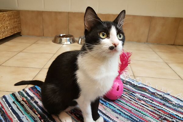 Eine schwarz-weiße Katze sitzt auf einem bunten Flickenteppich. Neben ihr liegt ein rosa Katzenspielzeug.