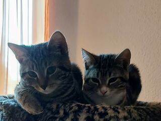 Zwei junge grau-getigerte Katzen liegen auf einem Aussichtspunkt aus Kunstfell mit animal print.