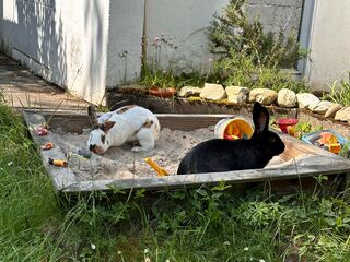 Ein weißes und ein schwarzes Kaninchen sitzen in einem mit Holz eingefassten Sandkasten, in dem sich verschiedenes buntes Kinderspielzeug befindet.