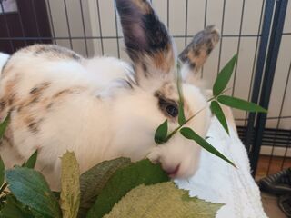 Ein weißes Kaninchen frisst Grünzeug.