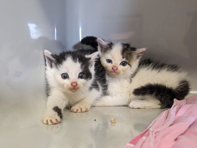 Zwei schwarz-weiße Kitten in einer Quarantäne Box.