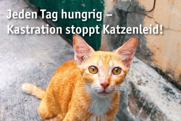 Kampagnenposter mit Foto von Mutterkatze und Jungen sowie Text und Daten.