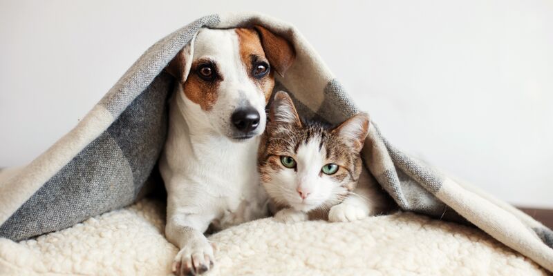 Ein Jack-Russel-Terrier sitzt neben einer Katze unter einer Decke.