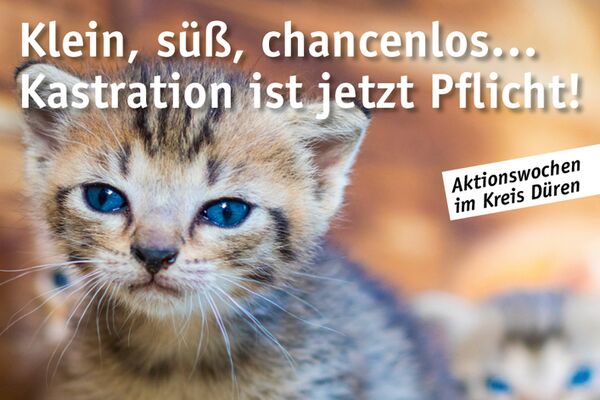 Poster Katzenkastrationskampagne Herbst 2020