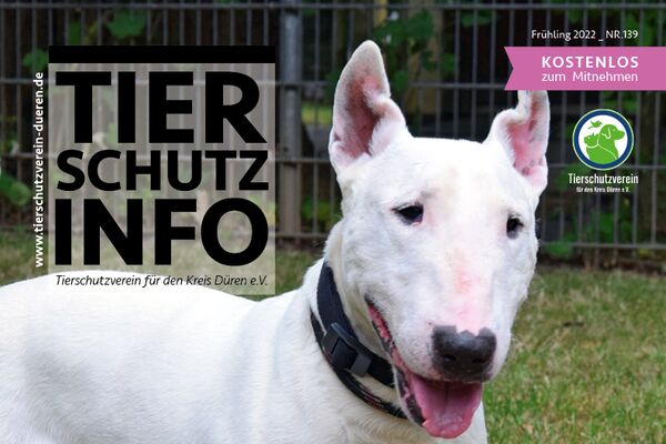 Das Titelbild des Vereinsmagazins, zeigt einen weißen Bullterrier-Hund auf einer Grasfläche stehend.