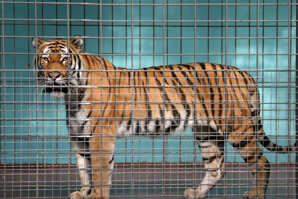 Tiger im Käfig
