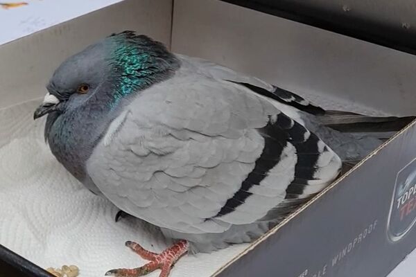 Diese Taube wurde halb verhungert und völlig geschwächt aufgefunden