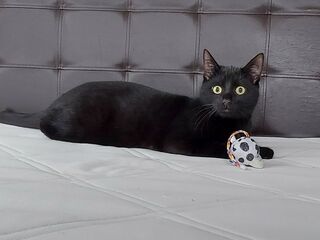 Ein schwarzer Kater liegt auf einer weißen Unterlage. Er schaut erstaunt in die Kamera, vor ihm liegt ein schwarz-weißes Spielzeugbällchen.