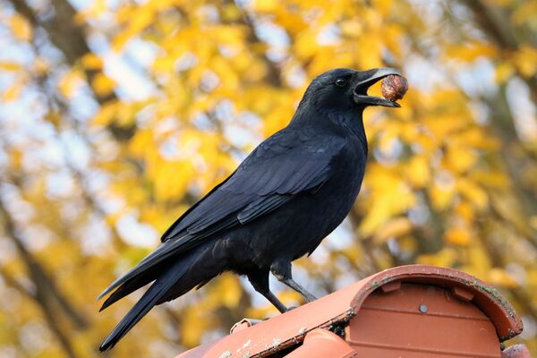 Ein großer, schwarzer Vogel mit Nuss im Schnabel sitzt auf einem Terracotta-Dach. Im Hintergrund verschwommen ein Baum mit gelbem Herbstlaub.