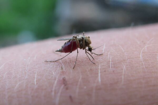 Großaufnahme einer Mücke die auf einer behaarten Haut sitzt.
