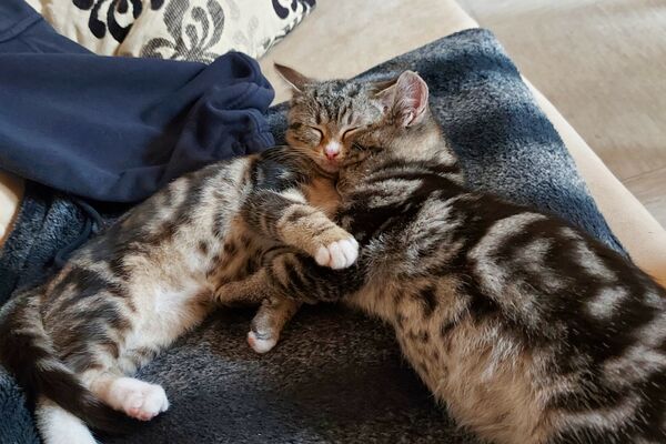 Zwei graugetigerte Kitten liegen mit den Köpfen aneinandergekuschelt und mit den Vorderpfoten umschlungen auf einer blauen  Decke.Decke.