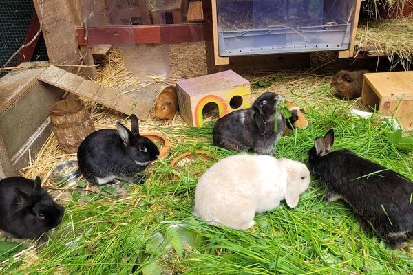 Mehrere schwarze und ein weißes Kaninchen sowie einige Meerschweinchen in einem großen Gehege mit Grünfutter, Holzhäuschen und mehr.