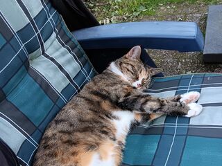 Eine Trikolor-Katze liegt auf einem mit blau-kariertem Kissen bedeckten Gartenstuhl und schläft.