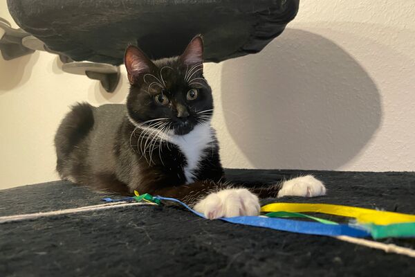 Schwarz-weiße Katze liegt auf einem Kratzbaum. Davor eine Katzenangel.