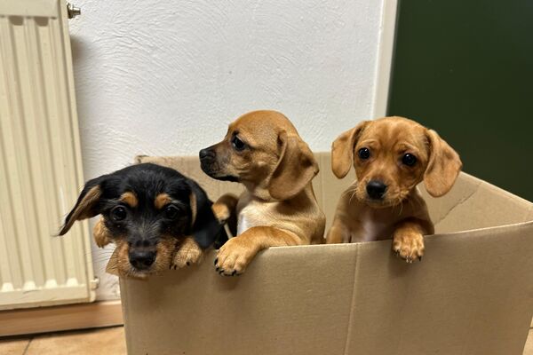 Drei keine Hunde, deren Köpfe über den Rand eines braunen Kartons herausschauen.