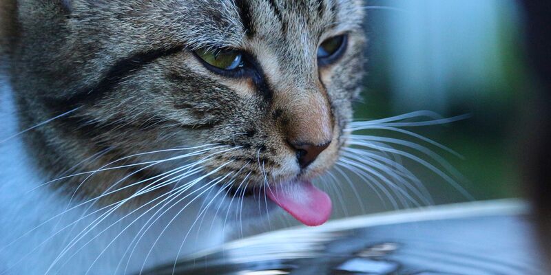 Katzen müssen bei Hitze viel Wasser trinken