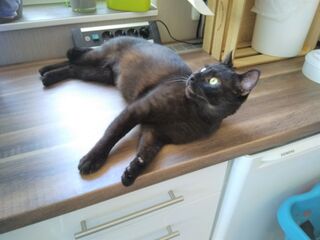 Katze Taxi liegt gemütlich auf der Arbeitsplatte in der Küche.