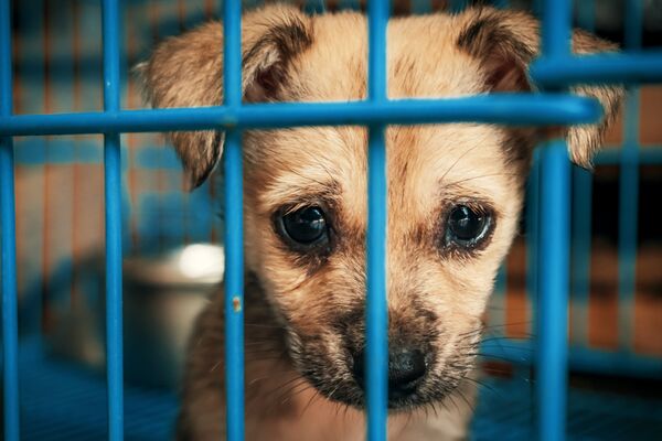 Ein Hundewelpe sitzt hinter blauen Gitterstäben und schaut traurig.