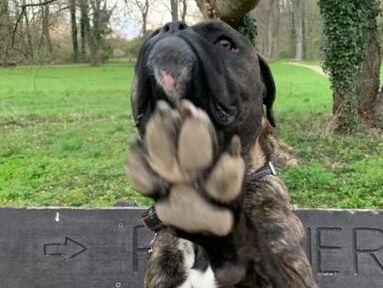 Ein grau-brauner Boxer-Mischling sitzt draußen auf einer Bank und hält eine Pfote Richtung Kamera.