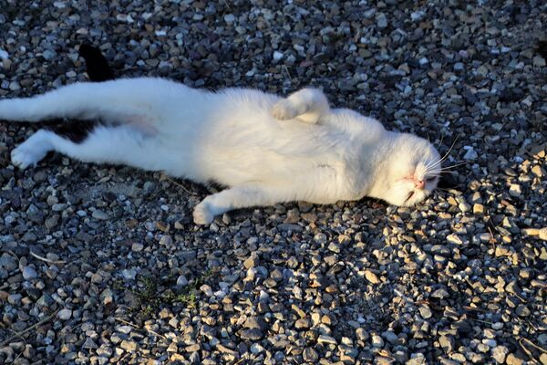 Eine weiße Katze liegt langausgestreckt auf einem Weg mit Kieselsteinen.