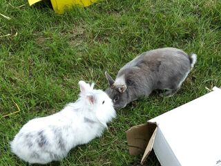 Ein weißes und ein graues Zwergkaninchen im Gras im Außengehege mit den Näschen zueinander sitzend.