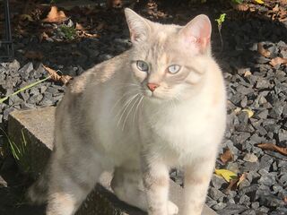 Eine helle Katze steht draußen mit drei Pfoten auf einem Beton-Mäuerchen, welches einen Bereich mit grauen Steinchen begrenzt.