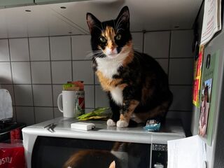 Zwei mehrfarbige Katzen sitzen auf der Arbeitsfläche einer Küche und auf einer Mikrowelle.
