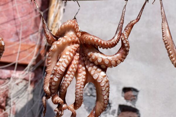 Ein getöteter Oktopus hängt an Haken an einer Metall-Leine.