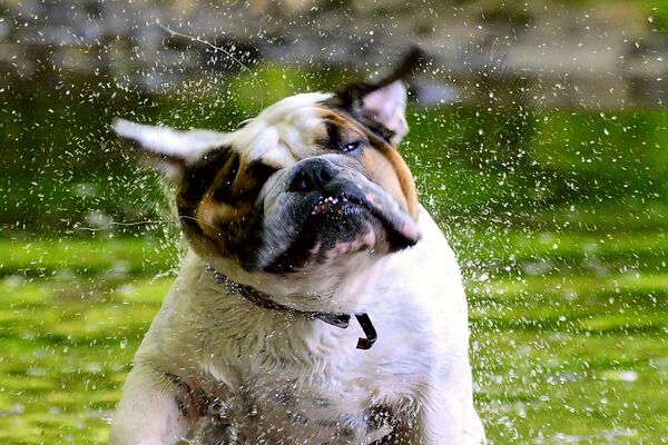 Ein stämmig gebauter Hund läuft durch das Wasser und schüttelt sich. Wassertropfen fliegen um ihn herum.