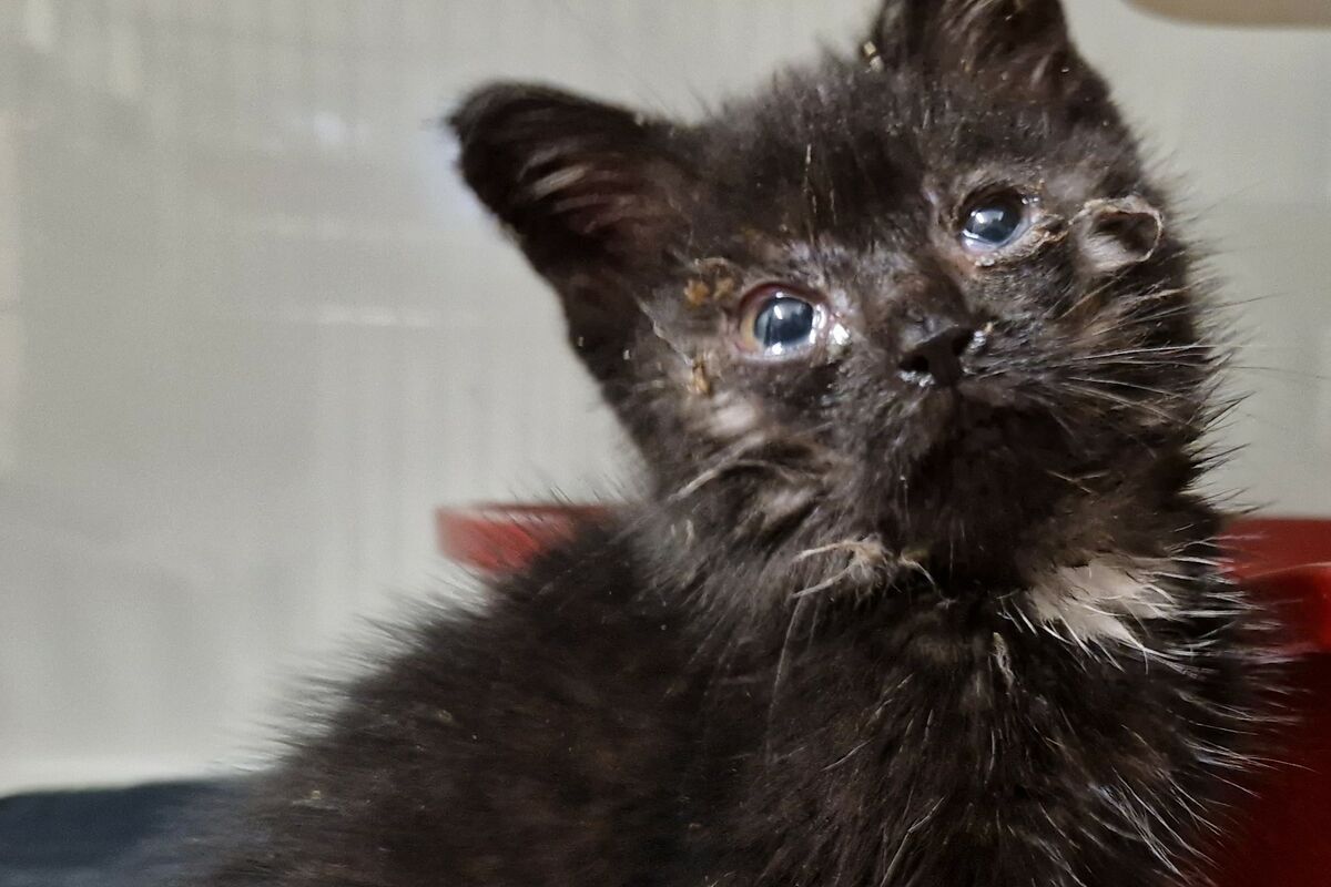 Schwarzes Kitten mit verletzten Augen.