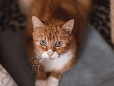 Ein rot-getigerter Kater liegt auf einem grauen Deckchen.