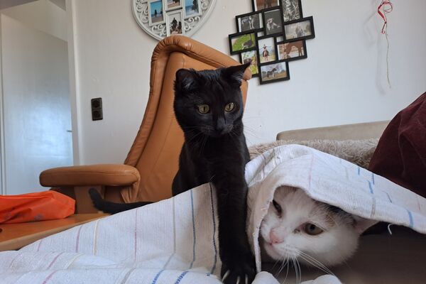Eine schwarze Katze sitzt auf einer Couch und hält ihre Pfote über einer weißen Katze, die unter einem Tuch herausschaut.