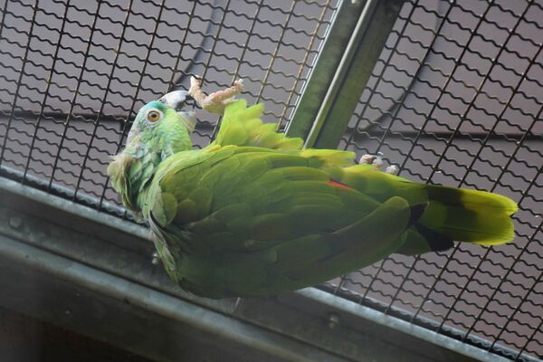 Papagei genießt die Kühle