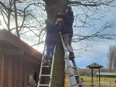 Drei Jugendliche draußen an und auf an einen Baum gelehnten Leitern beim Aufhängen eines Nistkastens.