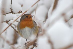 Rotkehlchen im Winter