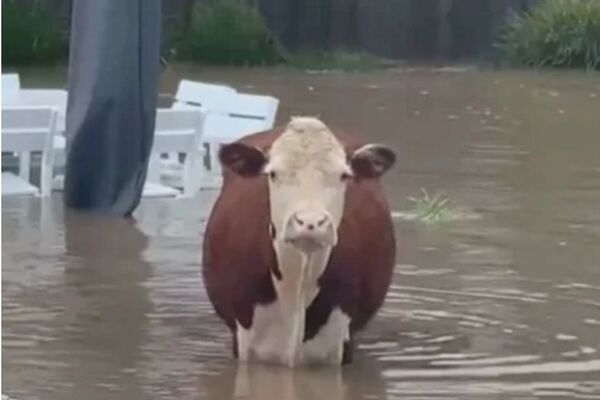 Eine Kuh steht im Wasser, nur ihr Oberkörper schaut heraus. Im Hintergrund stehen ein Gartentisch, Stühle und ein Sonnenschirm.