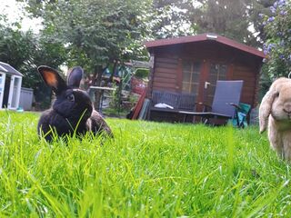 Ein schwarzes und ein hellbraunes Kaninchen hocken im Gras, im Hintergrund ein Gartenhäuschen.