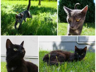 Collage aus vier Bildern, darauf jeweils eine schwarzen und eine graue Katze im Gras.