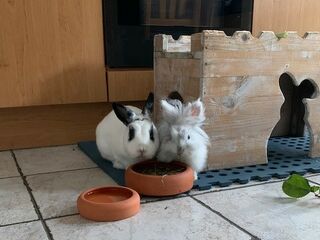 Zwei weiße Kaninchen sitzen drinnen vor zwei Terracotta-Futterschalen vor ihrem Holzhäuschen.