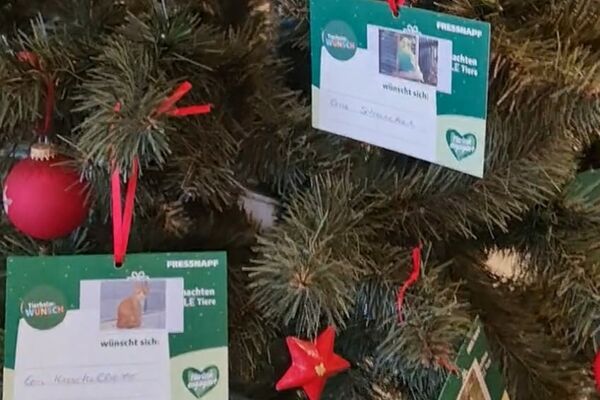Wunschkarten mit Fotos der Tiere und ihren Wünschen hängen in einem Weihnachtsbaum.