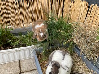 Zwei mehrfarbige Kaninchen sitzen in einem Außengehege mit Heu und Grünpflanzen.
