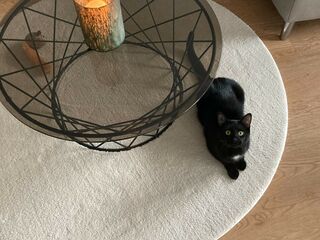 Ein schwarzer Kater liegt auf dem Boden auf einem runde, hellbeigen Teppich neben einem Couchtisch mit Deko darauf aus Glas.