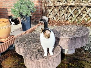 Eine mehrfarbige Katze steht auf einem Mahlstein, welcher mit zwei weiteren Steinen in einem Gartenbrunnen angeordnet ist.