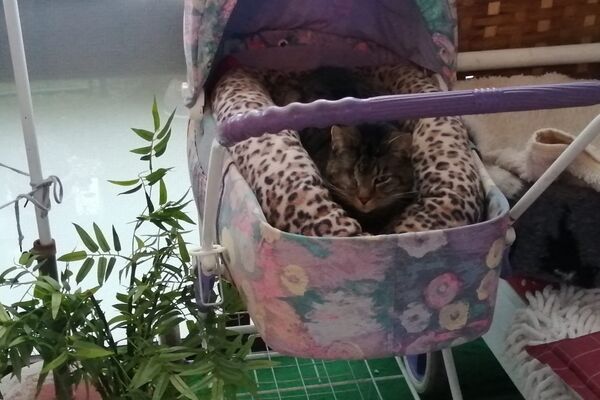 ein grau-getigerter Kater zwischen Decken in einem Kinderwagen, der auf einem Balkon steht.